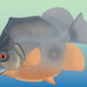 Artist’s impression of Piranhamesodon pinnatomus—now the oldest known flesh-eating bony fish.